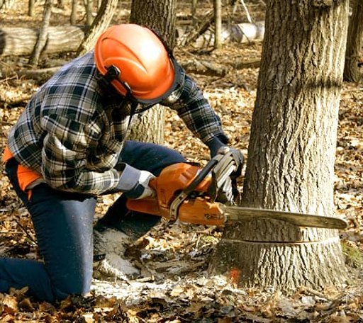 Tree Removal in Fort Defiance, VA